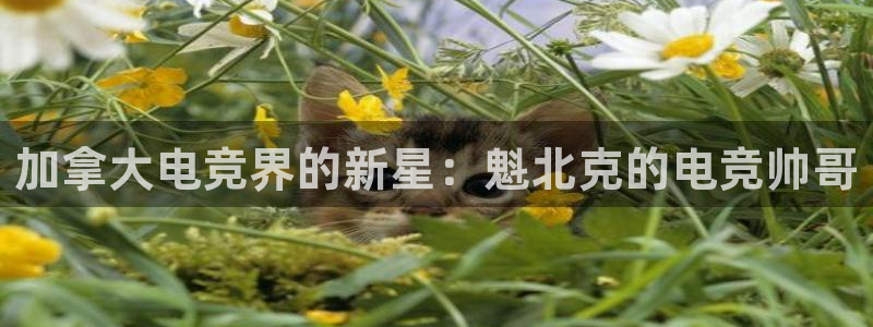 米兰电竞官网：加拿大电竞界的新星：魁北克的电竞帅哥